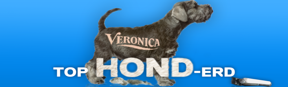 Radio Veronica Top Hond-erd